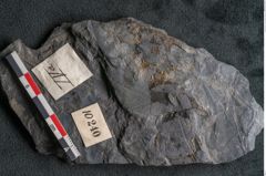 Foto (Detailansicht) von Ulmophylon latifolium Ettingshausen (NHMW-GEO-2024-0188-10240)